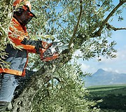 Бензопила Husqvarna T435 в работе